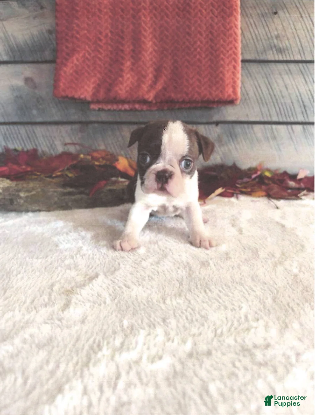 Boston Terrier dogs for sale: Millie Female Boston Terrier - Ad 2