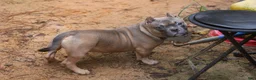 American Bully dogs for sale: Fawn Male - Ad 3