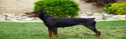 Doberman Pinscher dogs for sale: Yellow Collar  - Ad 4