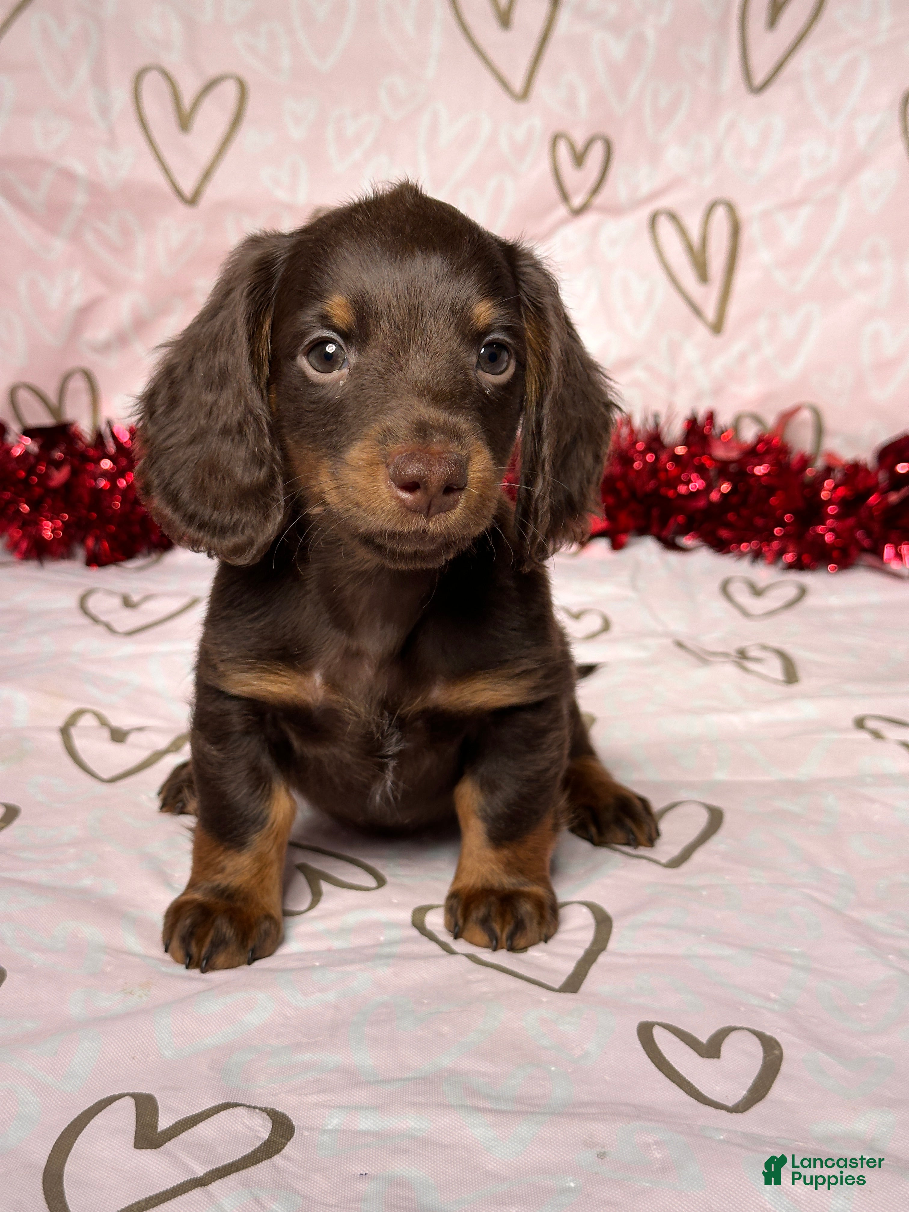 Miniature Dachshund dogs Preston - Ad 31