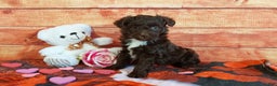 Aussiedoodle dogs for sale: Aussiedoodle Puppy 3 - Ad 3