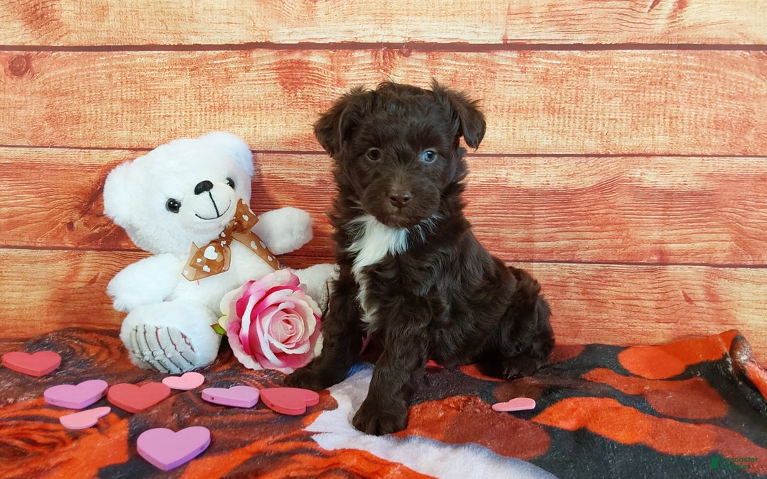 Aussiedoodle dogs for sale: Aussiedoodle Puppy 3 - Ad 3