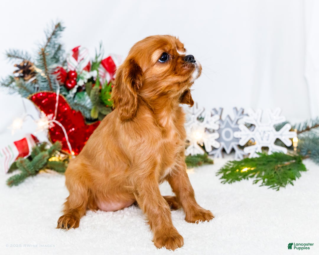Cavalier King Charles Spaniel dogs for sale: Star - Ad 7