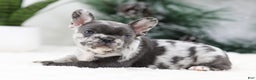 French Bulldog dogs for sale: Twinkle - Ad 3