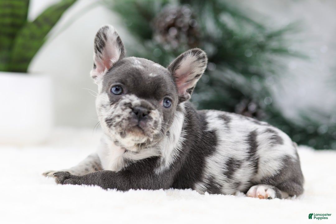 French Bulldog dogs for sale: Twinkle - Ad 3