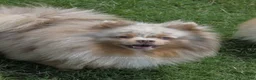 Pomeranian dogs for sale: Toast - Tri Lavender Merle - Ad 9