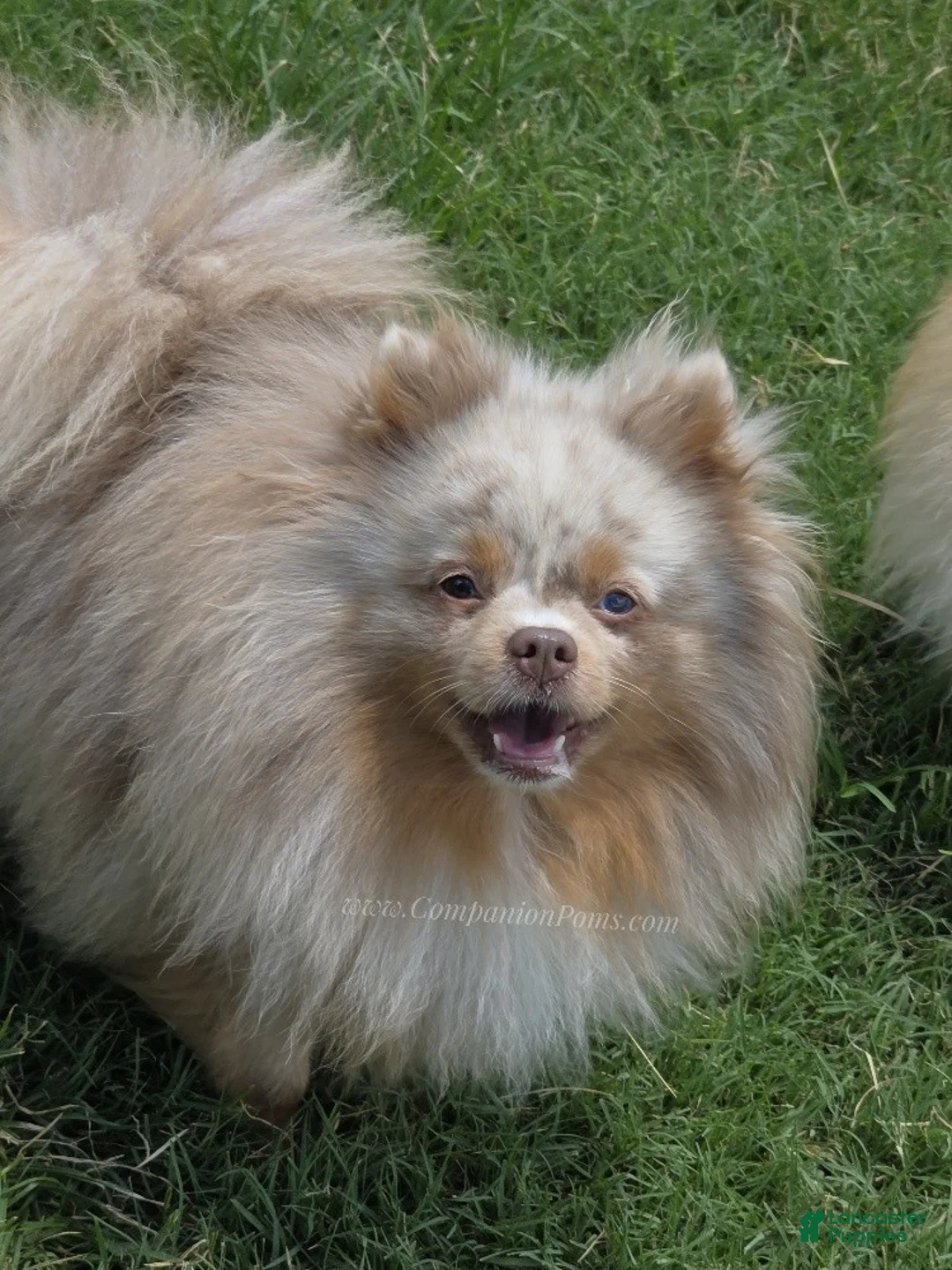 Pomeranian dogs for sale: Toast - Tri Lavender Merle - Ad 9