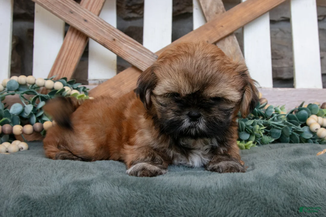 Shih Tzu dogs for sale: Domino - Ad 2