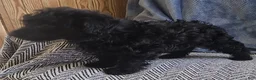 Yorkiepoo dogs for sale: Sammy - Ad 7