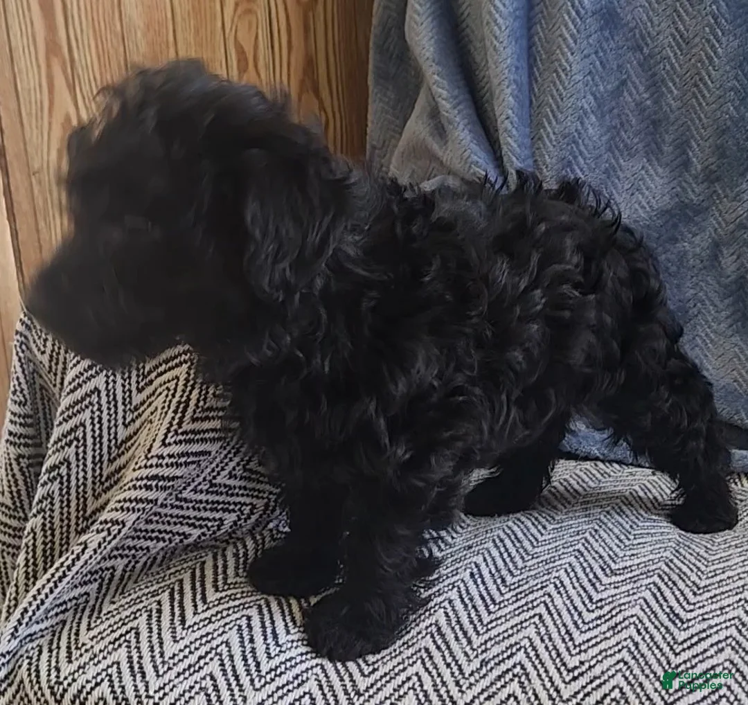 Yorkiepoo dogs for sale: Sammy - Ad 7