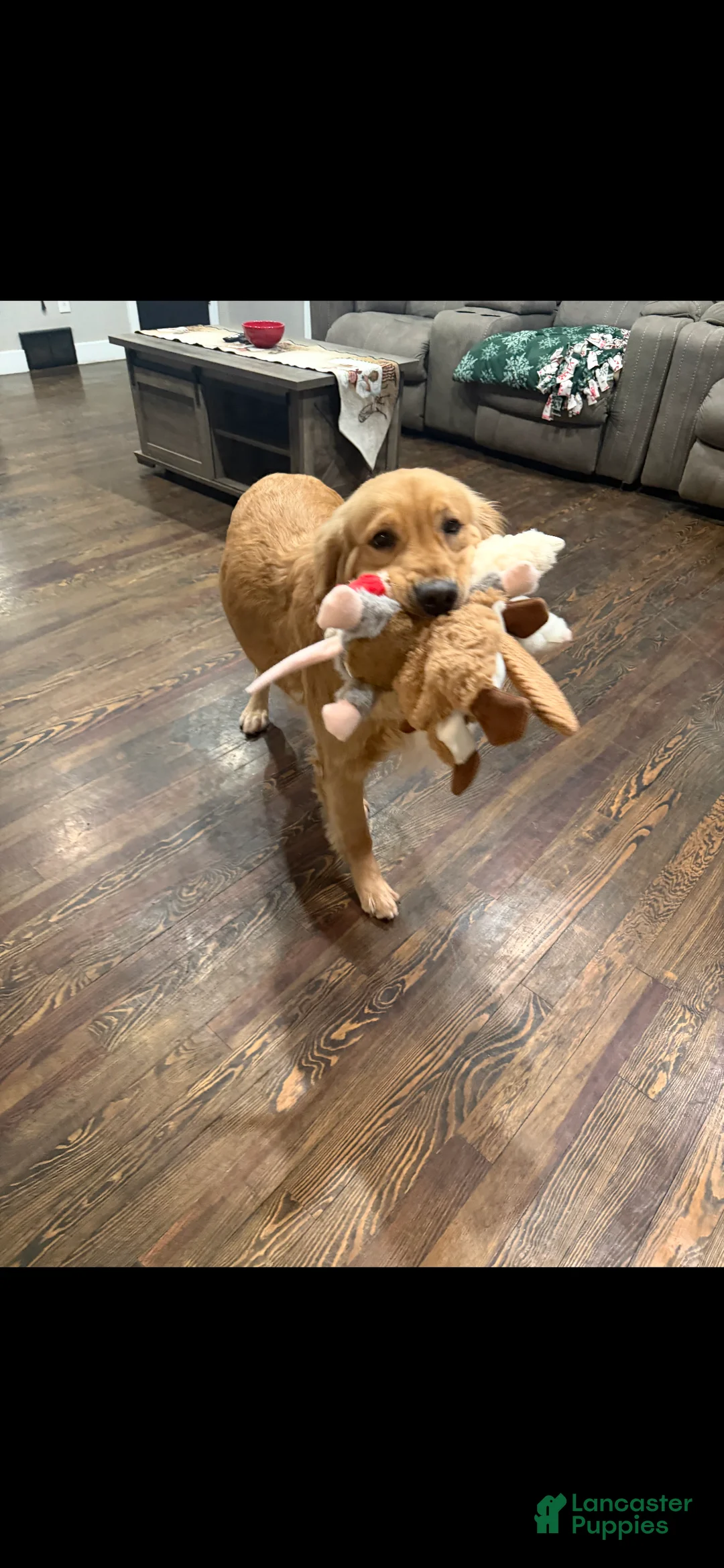 Golden Retriever dogs for sale: Golden Retriever Puppy 1 - Ad 4