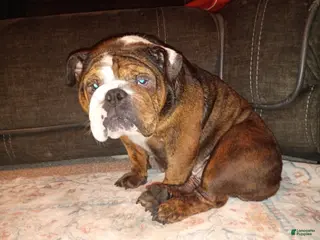 English Bulldog dogs Mila - Ad 40