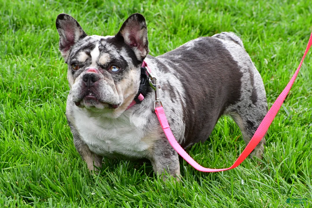 French Bulldog dogs for sale: Brooklyn - Ad 11