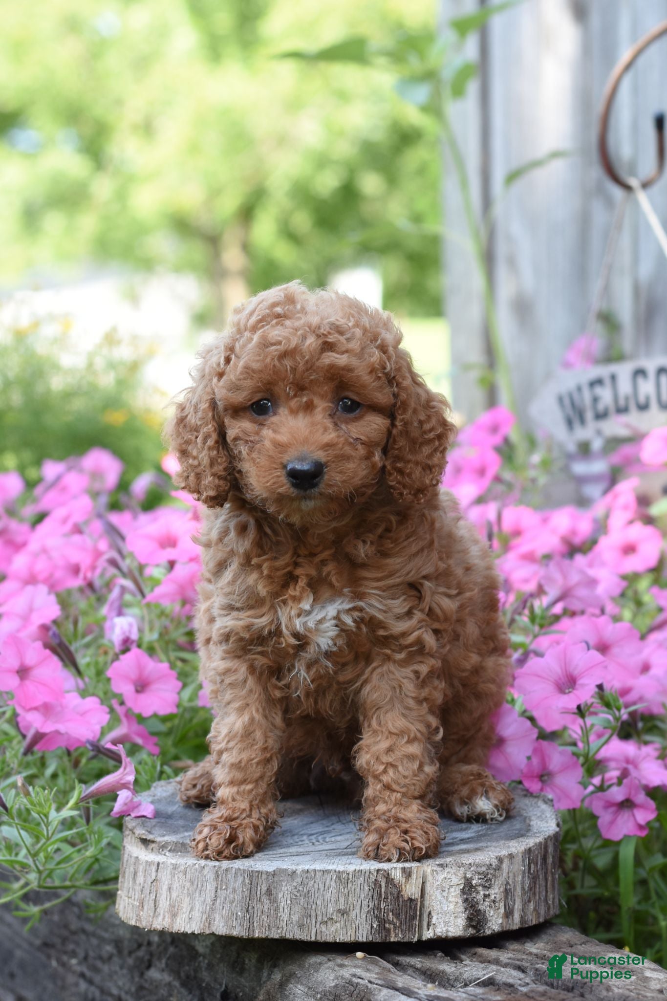 Cockapoo dogs for sale: Ruffles - Ad 1