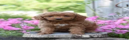 Cockapoo dogs for sale: Ruffles - Ad 1