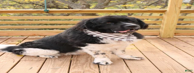 Cerberus