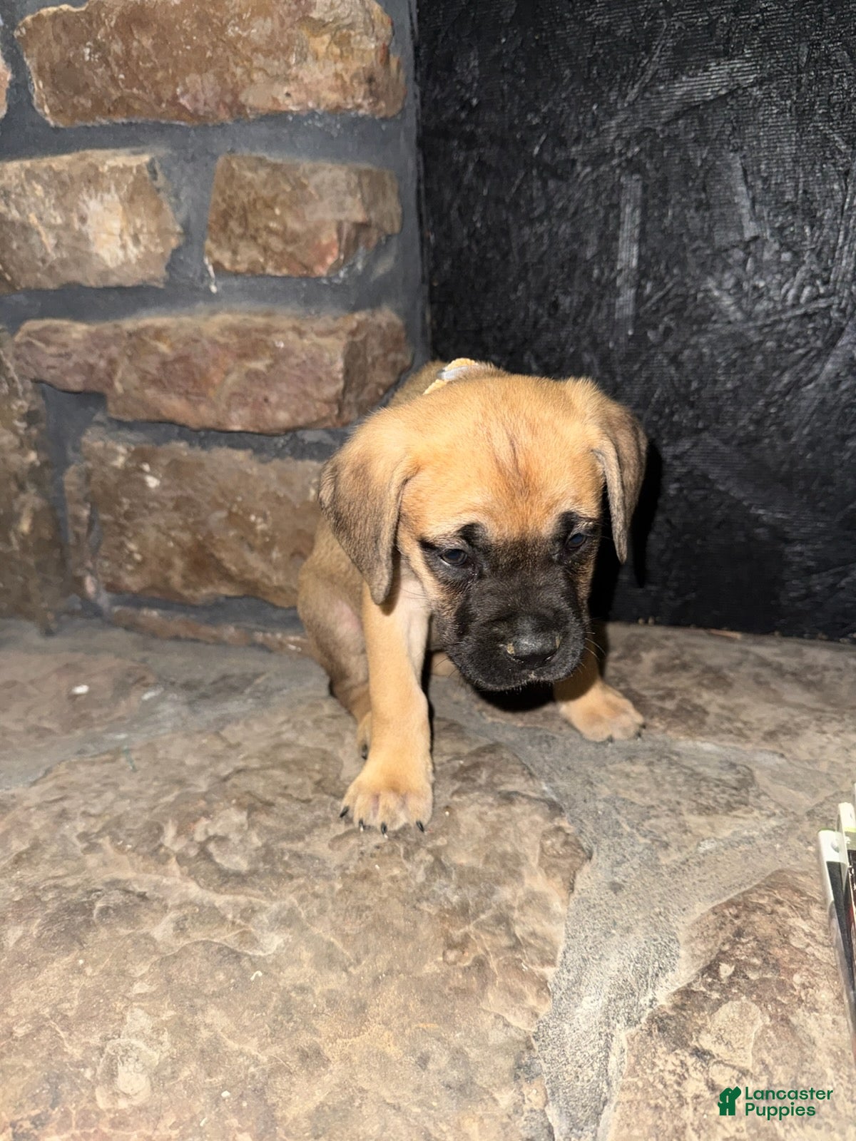 Cane Corso dogs for sale: Storm_Female - Ad 4