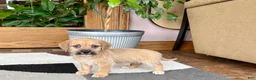 Mixed Breed dogs for sale: Larry - Ad 1