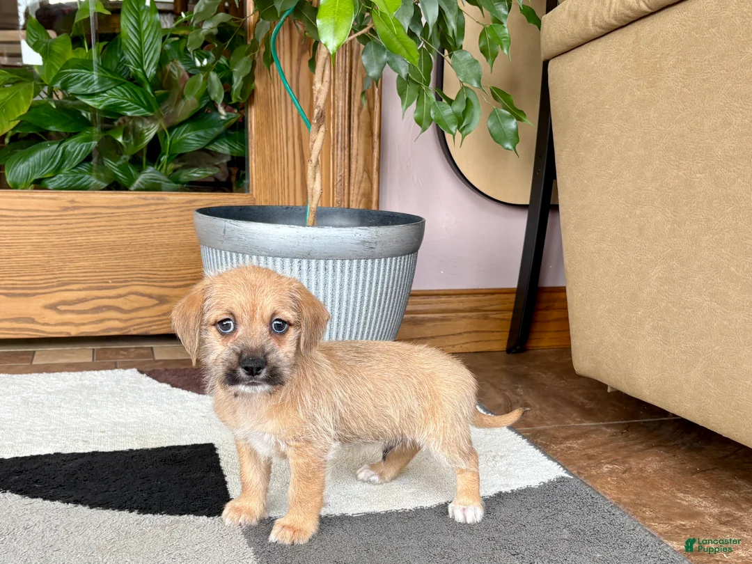 Mixed Breed dogs for sale: Larry - Ad 1