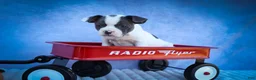 Frenchton dogs for sale: Quinto Bear - Ad 4