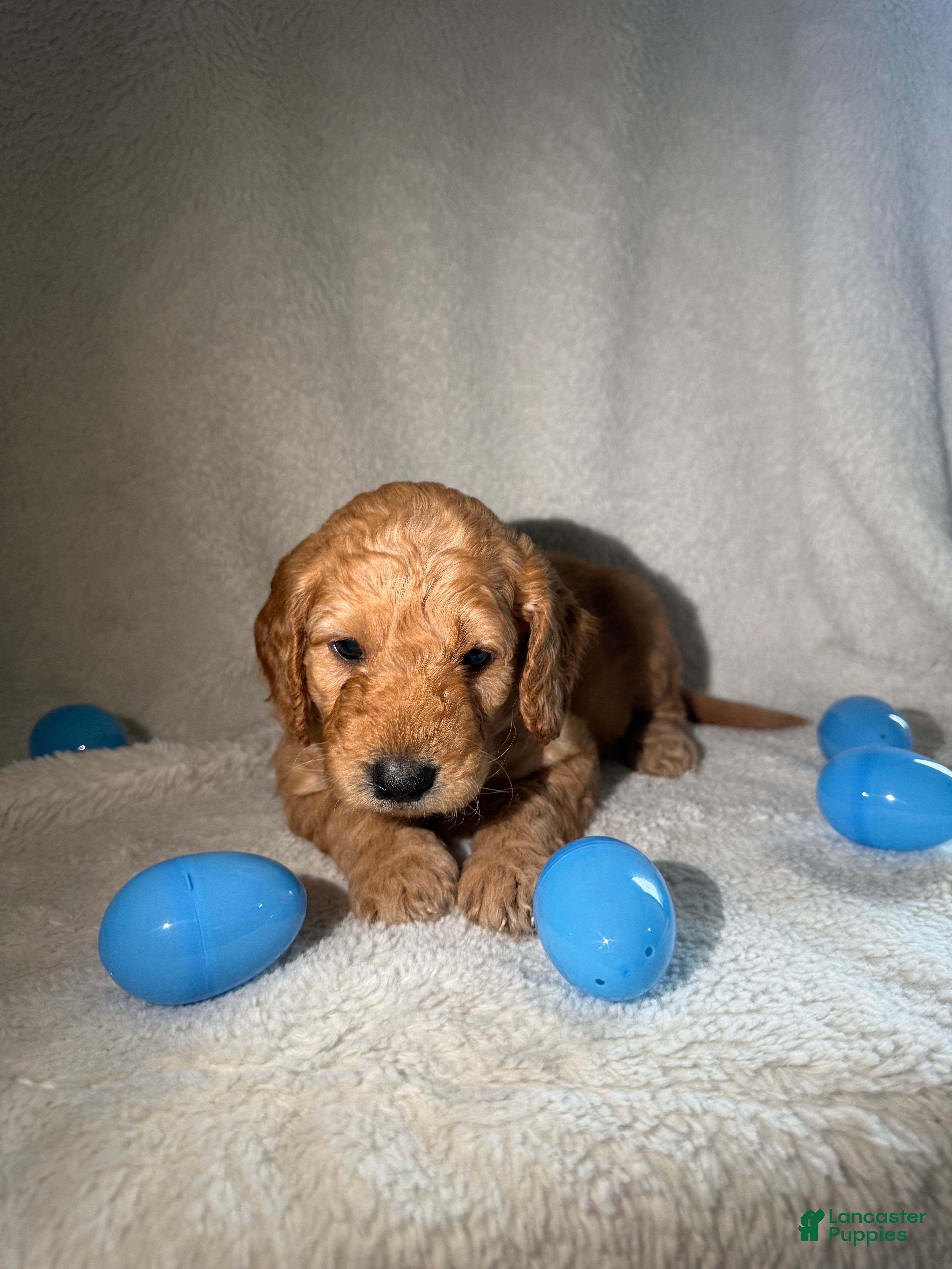 Goldendoodle dogs  Tommy - Blue - Ad 42