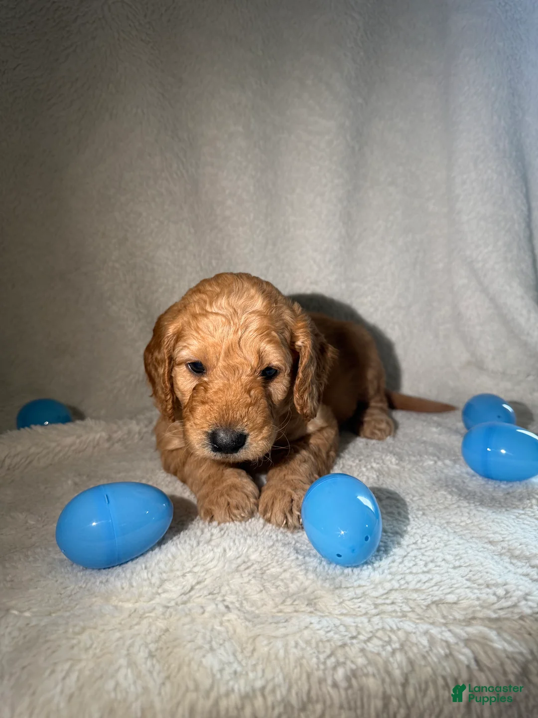 Goldendoodle dogs for sale:  Tommy - Blue - Ad 1
