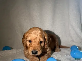 Goldendoodle dogs Tommy - Blue - Ad 42