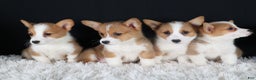 Welsh Corgi Pembroke dogs for sale: Honey - Ad 36