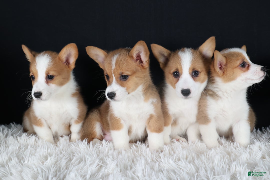 Welsh Corgi Pembroke dogs for sale: Honey - Ad 36