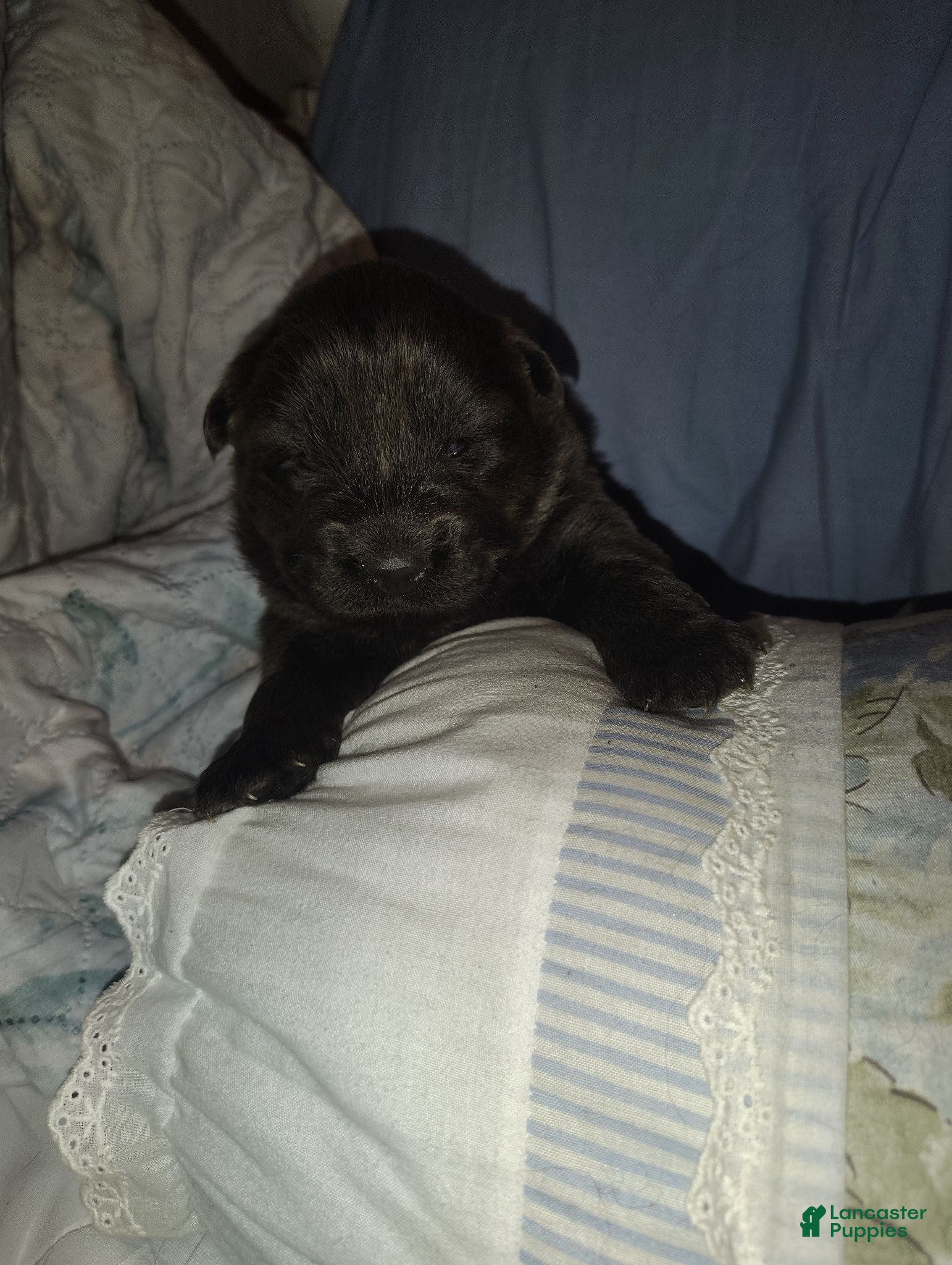 Chow Chow dogs Blue - Ad 2