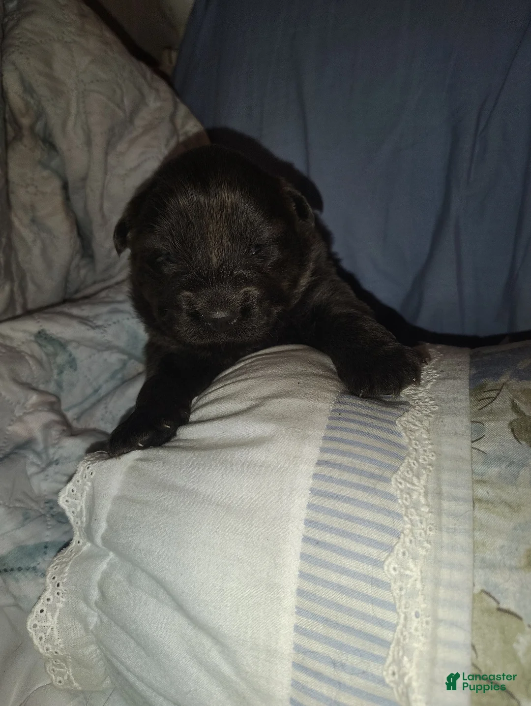 Chow Chow dogs for sale: Blue - Ad 2