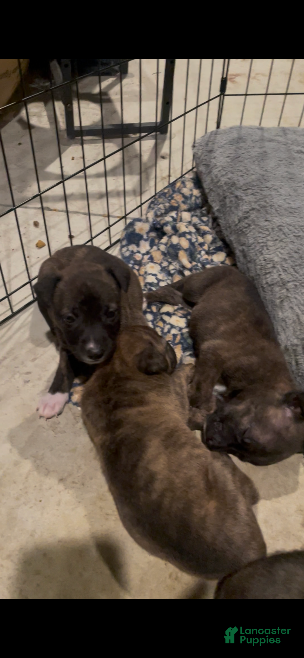Mixed Breed dogs Mixed Breed 4 - Ad 40