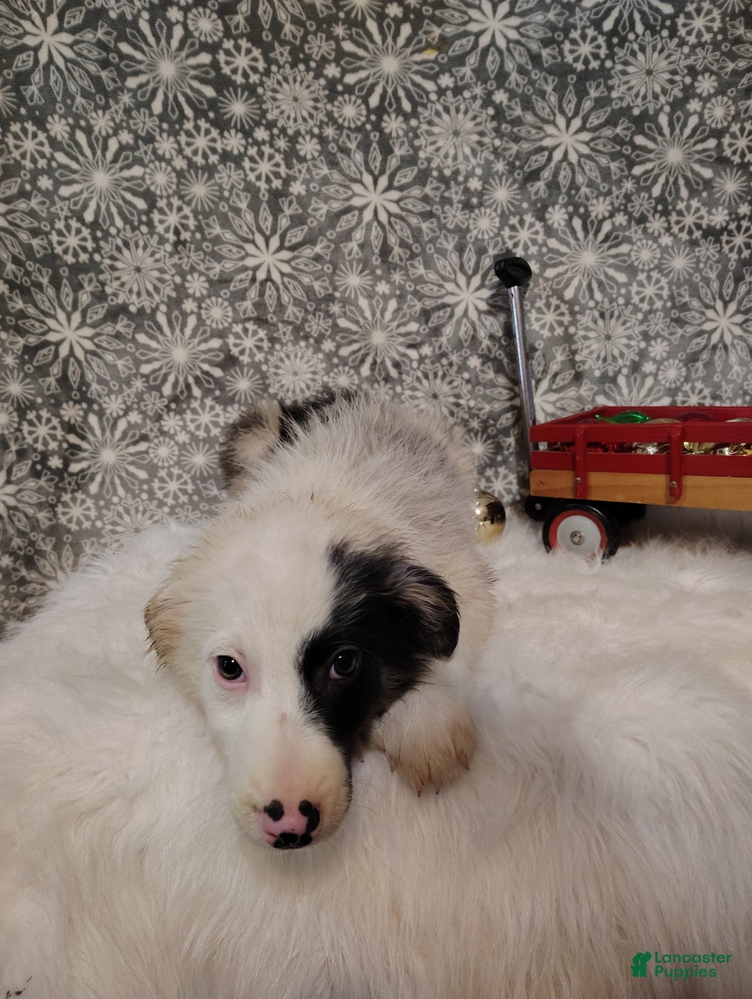 Australian Shepherd dogs for sale: Coffee - Ad 3