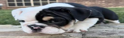 English Bulldog dogs for sale: Marley - Ad 6