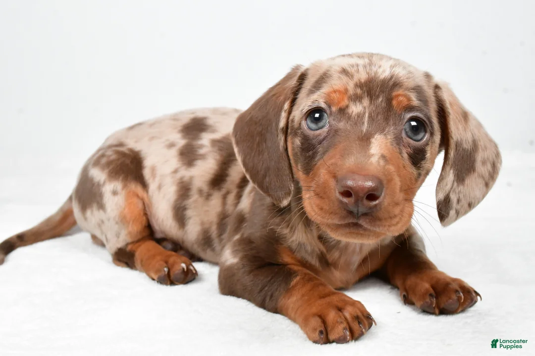 Miniature Dachshund dogs for sale: Hank - Ad 2