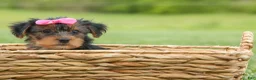 Yorkshire Terrier dogs for sale:  Betsy 🐶 - Ad 7