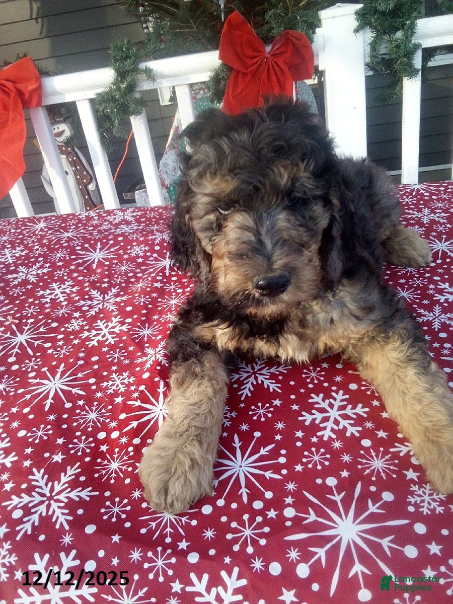 Goldendoodle dogs Meggie - Merle - Ad 8