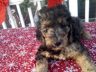 Goldendoodle dogs Meggie - Merle - Ad 25