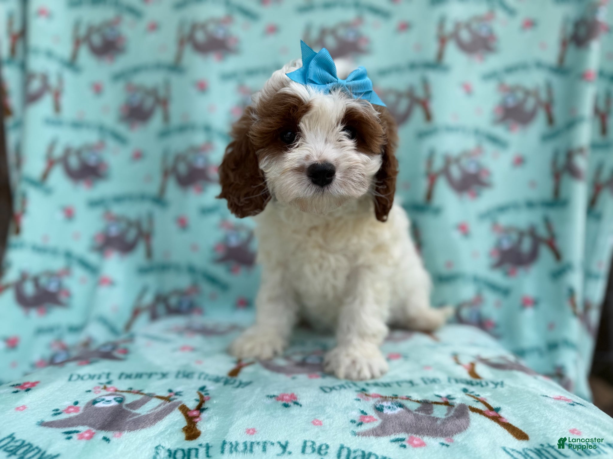 Cavapoo dogs Paris - Ad 7