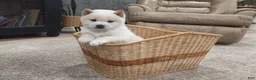 Shiba Inu dogs for sale: Jasper  - Ad 2