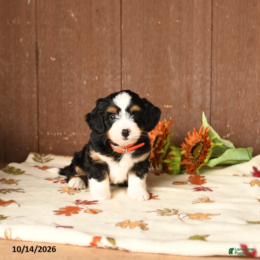 Mini Bernedoodle dogs Ken  - Ad 1