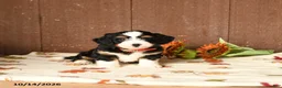 Mini Bernedoodle dogs for sale: Ken  - Ad 1