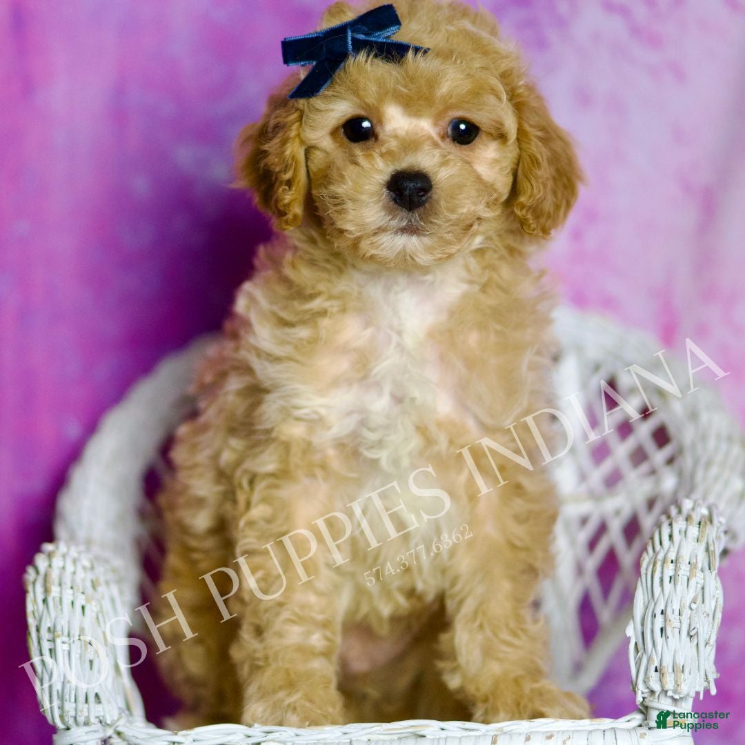 Standard Poodle dogs Prince - Ad 12