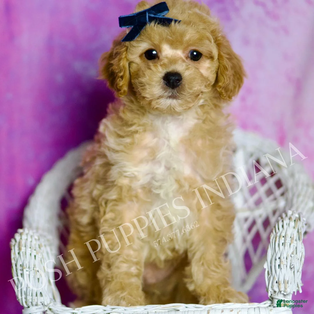 Standard Poodle dogs for sale: Prince - Ad 1