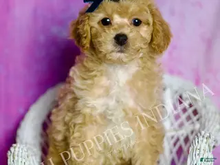 Standard Poodle dogs Prince - Ad 12