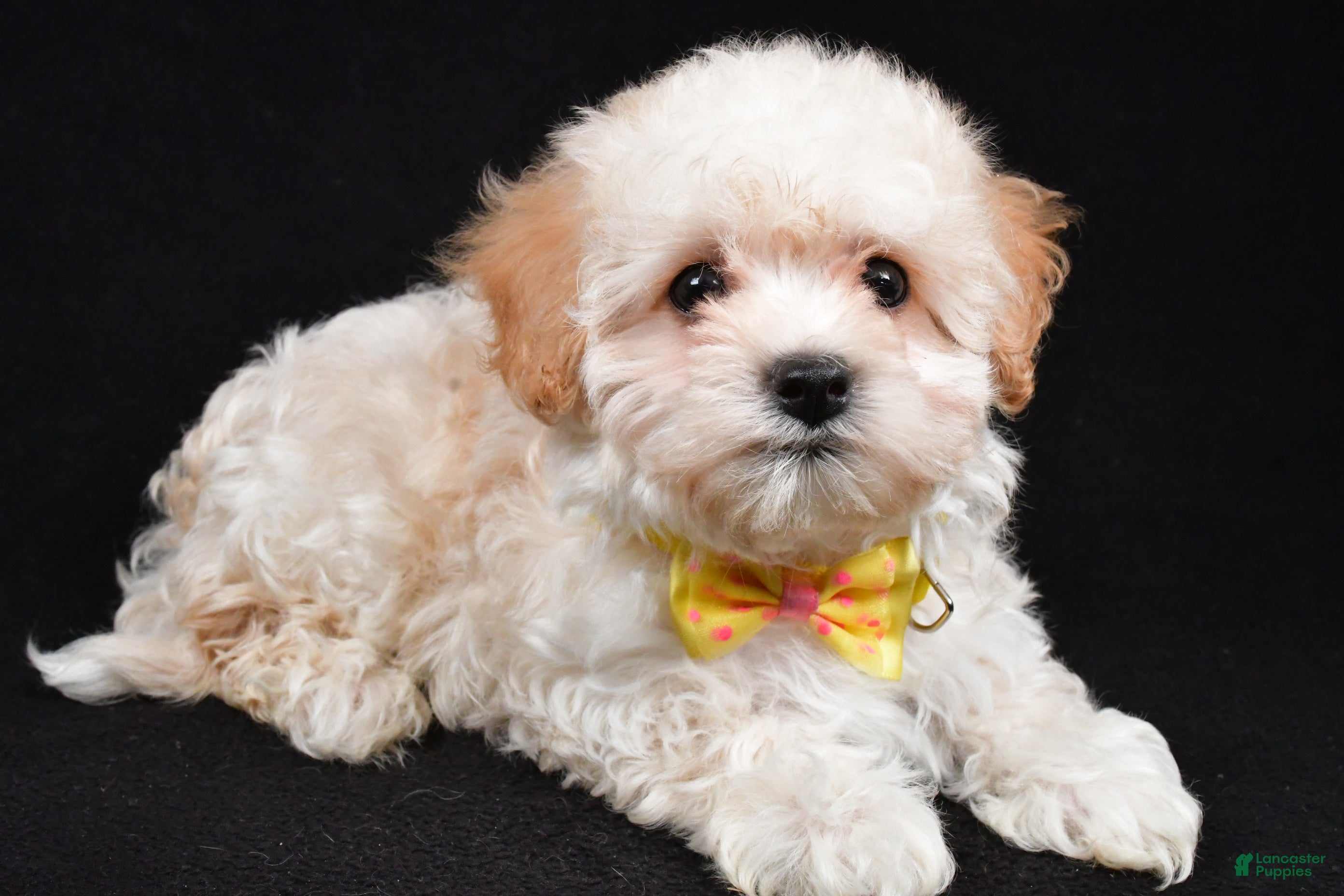 Maltipoo dogs Tucker - Ad 24