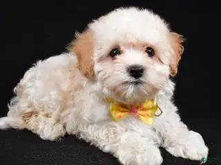 Maltipoo dogs Tucker - Ad 33