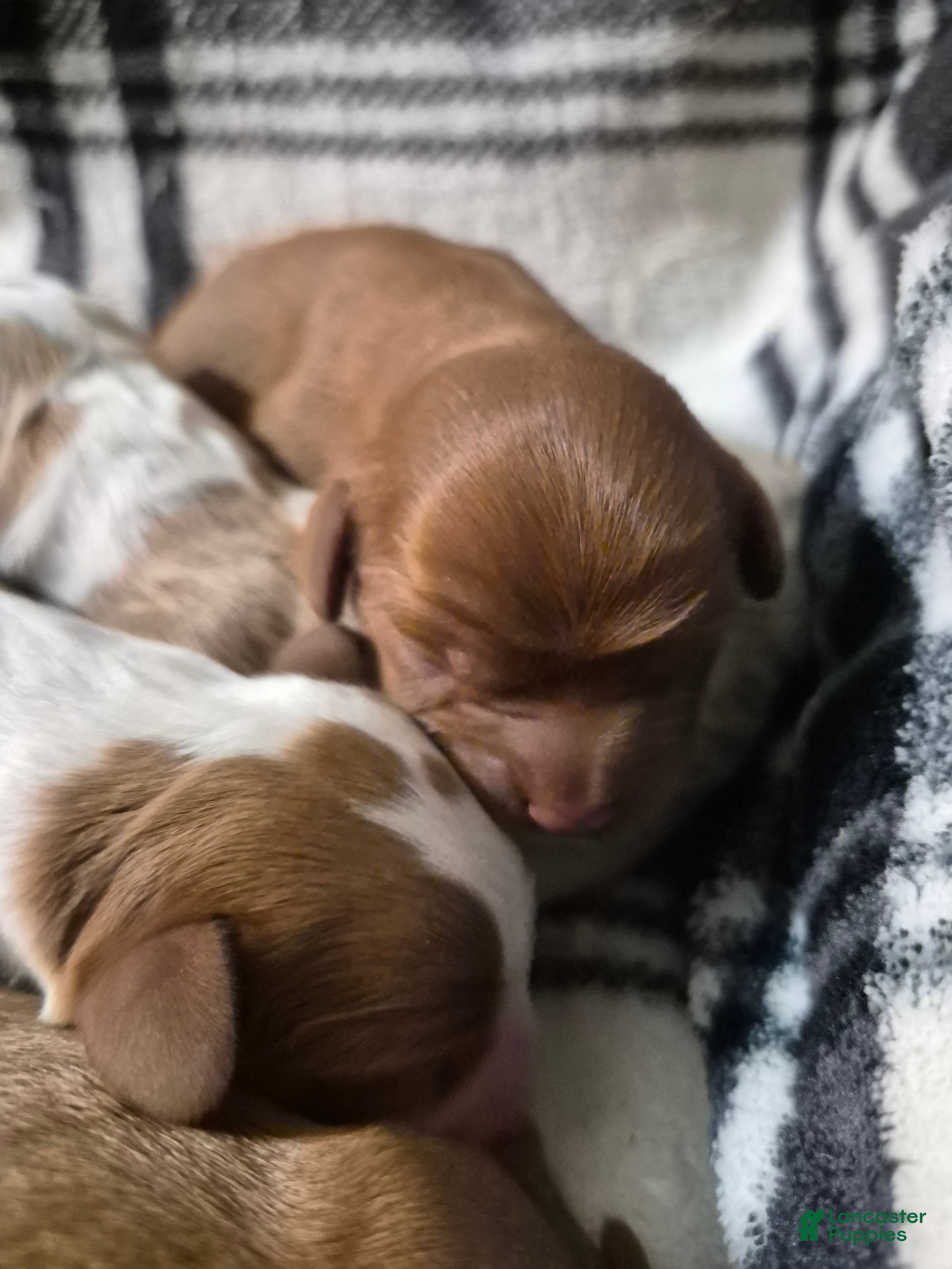 Cavalier King Charles Spaniel dogs Oliver - Ad 1