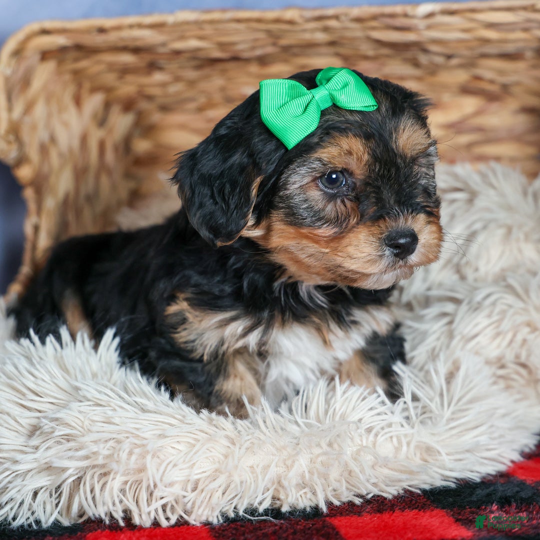 Yochon dogs for sale: MAX - Ad 3