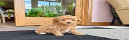Havapoo dogs for sale: Havapoo Puppy 2 - Ad 3